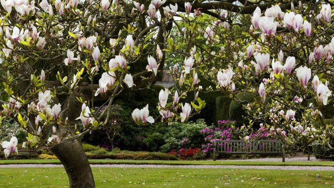 Magnolia tree in Charlottes Garden at Tatton Park, Cheshire